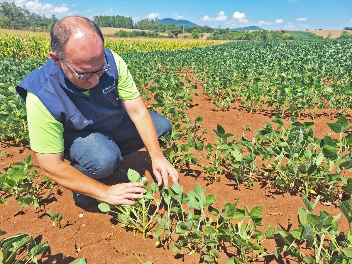 Extensionista da Emater/RS-Ascar de Teutônia, Carlos Daniel
Fries observa o fraco desenvolvimento das plantas | DIVULGAÇÃO