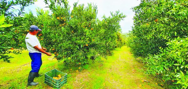 Seminário aborda alternativas para diversificação rural