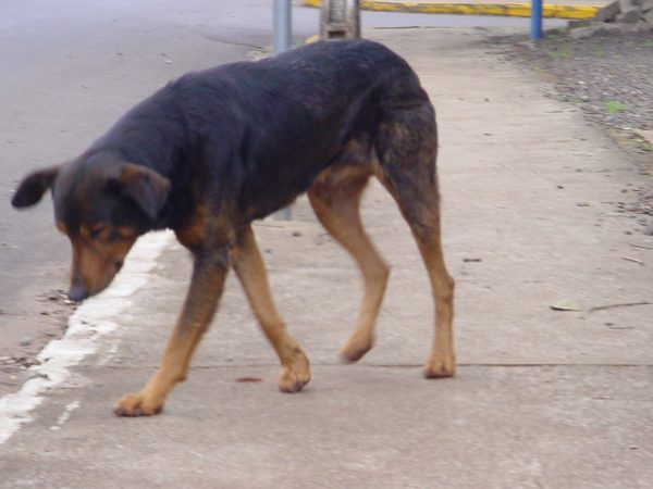 Saiba como será o programa ‘Pelos e Patas’ em Westfália