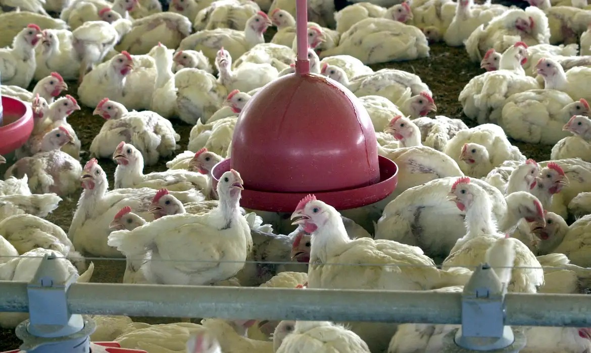 Foco foi constatado em matrizeiro de aves comerciais no município de Montenegro. Foto: DIVULGAÇÃO 