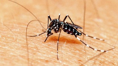 Com surto de dengue, Paverama decreta situação de emergência