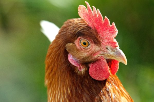 Foco de influenza aviária é confirmado em Montenegro