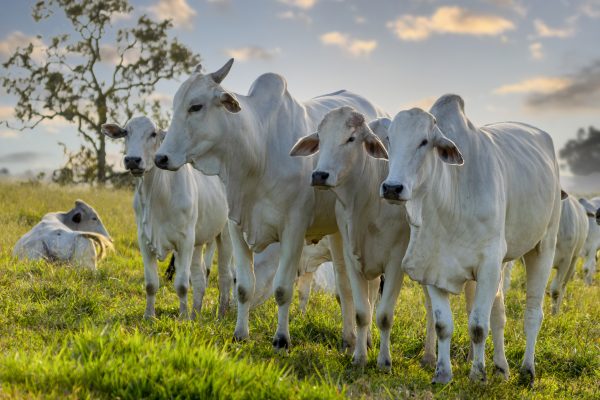 Prazo para declaração do rebanho termina hoje
