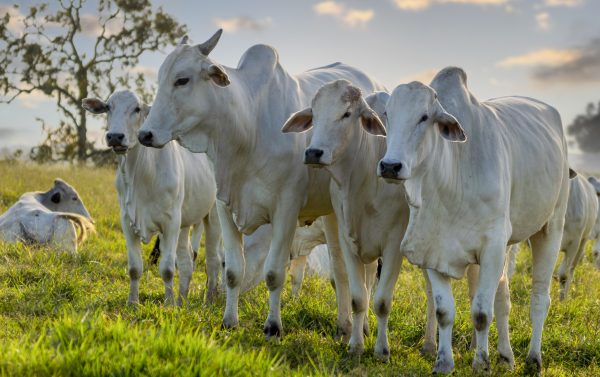 Teutônia inscreve para programa de inseminação artificial e assistência veterinária