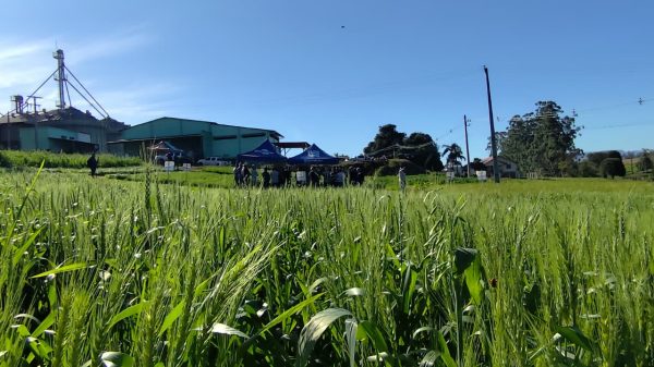 Tarde de Campo reúne 60 produtores na Cooperagri