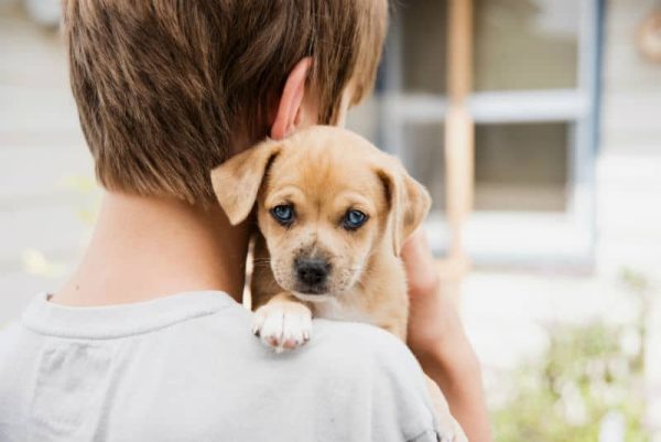 Westfália abre inscrições para castração animal nesta segunda-feira
