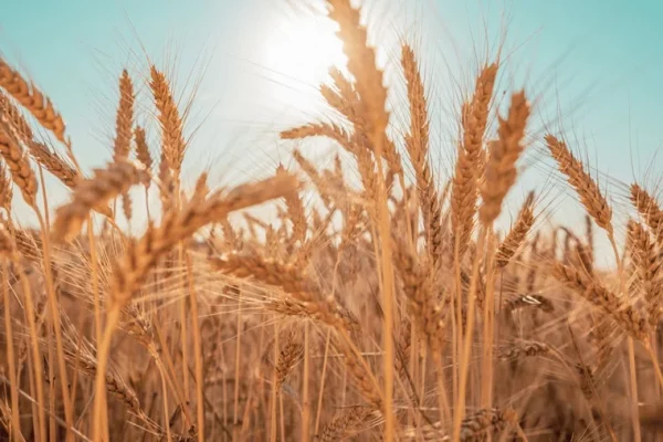 Cooperagri promove tarde de Campo nesta quinta-feira