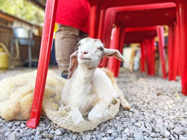Cabra “Brita” vira mascote do 9º Acampamento Farroupilha de Teutônia