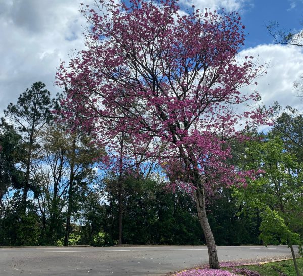 Chuva dá início à primavera no estado