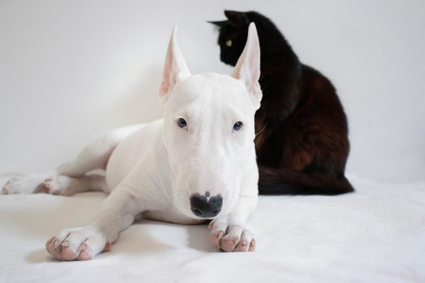 Município promove programa de castração para cães e gatos