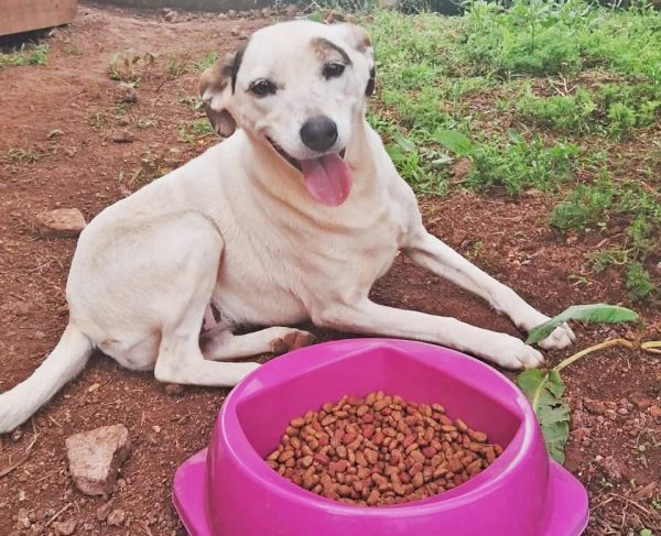 Abrigo da Apante recebe doação e reforça apelo por ajuda