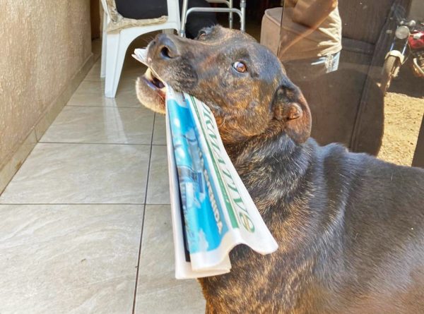 Cadela auxilia na entrega do Informativo Regional em Linha Catarina