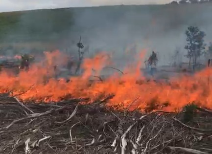 Incêndio destrói vegetação nativa e exótica no Bairro Alesgut