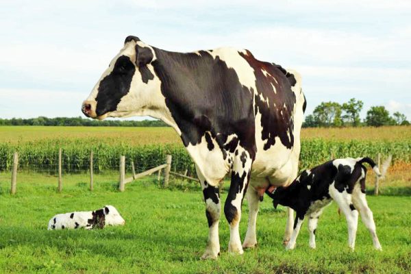 Inscrições para exposição agropecuária terminam no dia 15