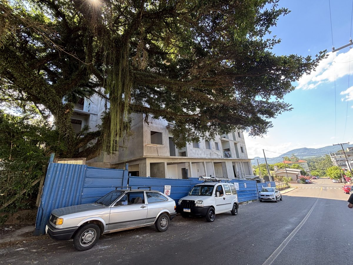 Empreendimento preserva figueira na área urbana em Teutônia