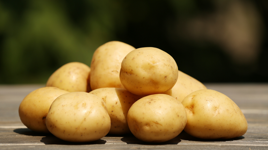 Boa Vista do Sul abre pedidos de batata para a safrinha