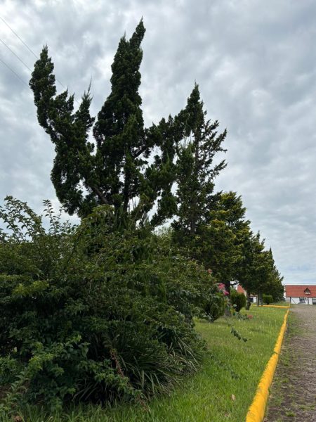 Teutônia avança na elaboração do Plano de Arborização Urbana