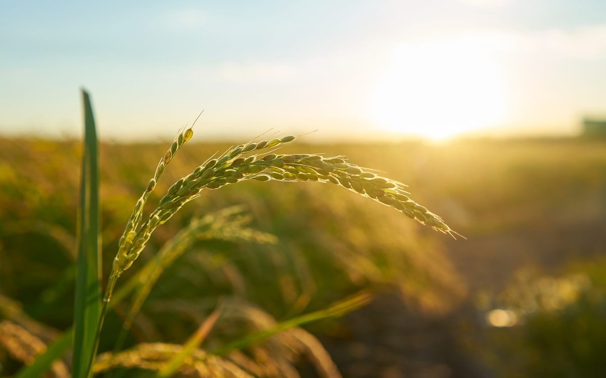 Sicredi Ouro Branco RS/MG prepara I Expo Fórum Agro