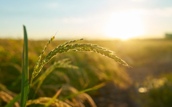 Sicredi Ouro Branco RS/MG prepara I Expo Fórum Agro
