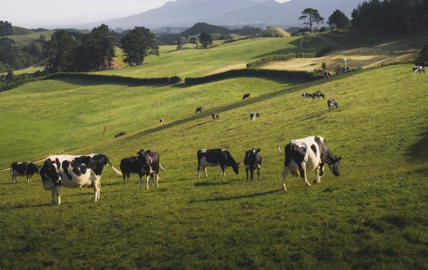 Rio Grande do Sul será o Estado com maior crescimento econômico em 2026, aponta estudo nacional
