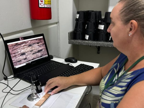 Ovitrampas indicam aumento da presença do Aedes aegypti em fevereiro