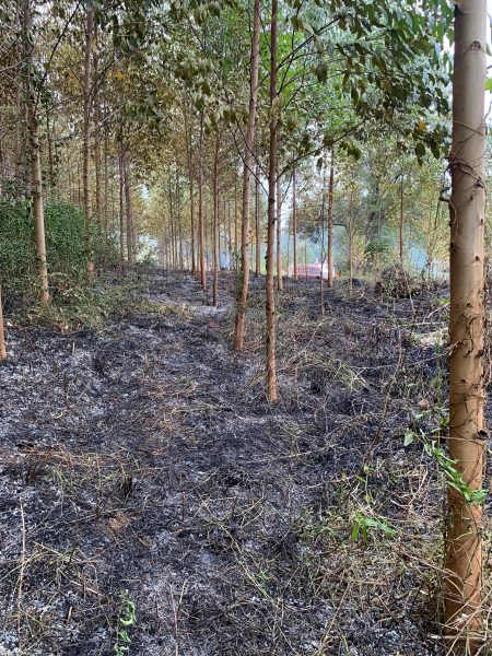 Incêndio atinge mata no interior de Paverama
