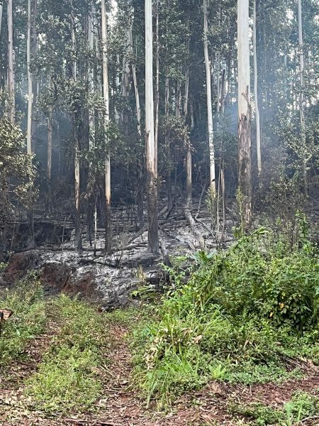 Incêndio atinge mata no interior de Poço das Antas