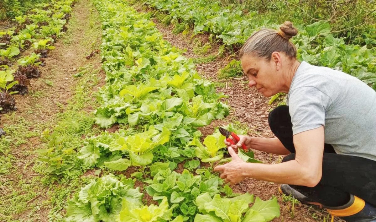 Encontro aborda paisagismo, crédito rural e cultivo de orquídeas