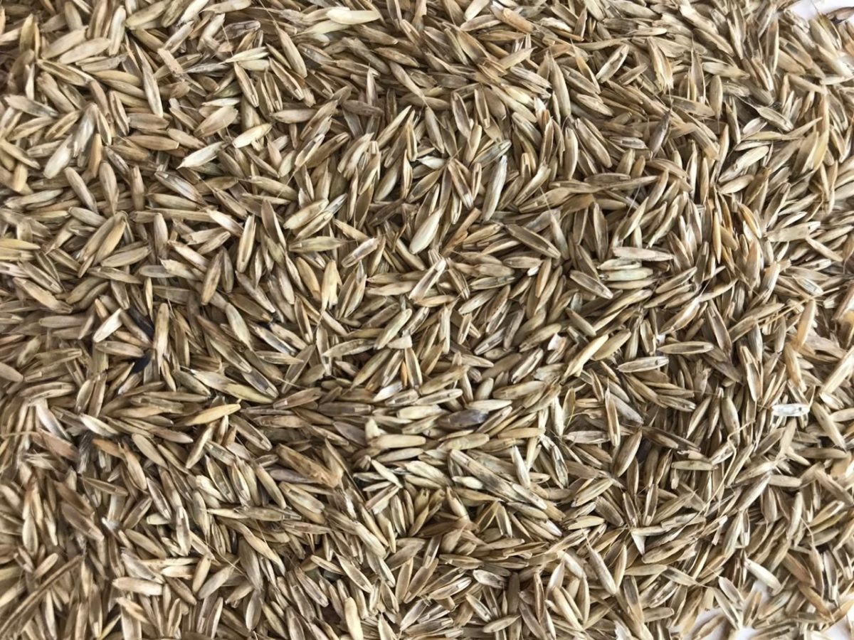 Boa Vista do Sul abre pedidos do Programa Sementes Forrageiras