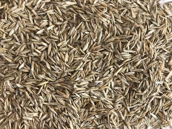 Boa Vista do Sul abre pedidos do Programa Sementes Forrageiras