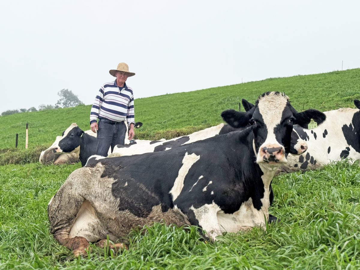 Otávio cria 18 vacas em sua propriedade. Todos os dias, ele as conduz morro acima, independente da condição climática | Crédito: Gabriela Arendt