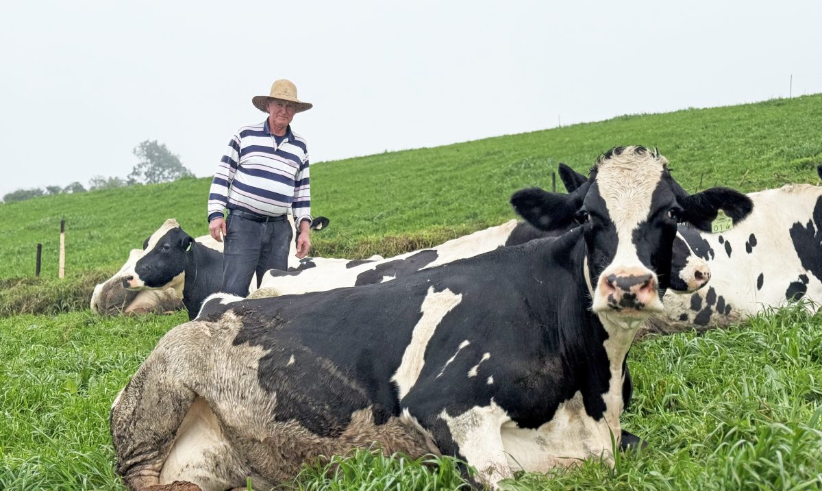 Otávio cria 18 vacas em sua propriedade. Todos os dias, ele as conduz morro acima, independente da condição climática | Crédito: Gabriela Arendt