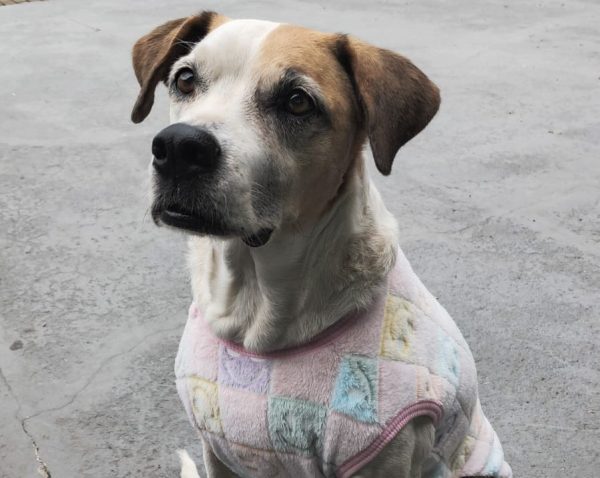 Voluntários lamentam  morte de “cão comunitário”