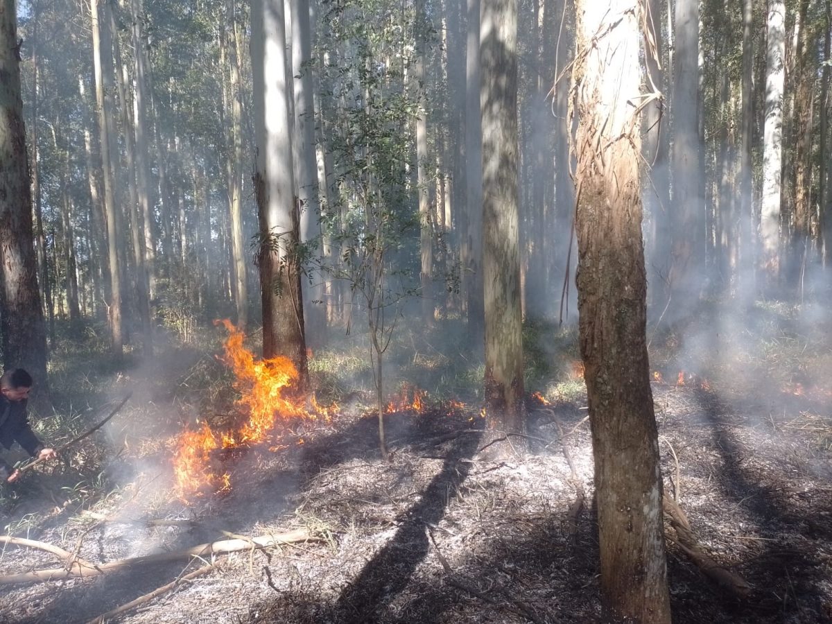 Bombeiros trabalham para conter incêndio florestal em Linha Santana