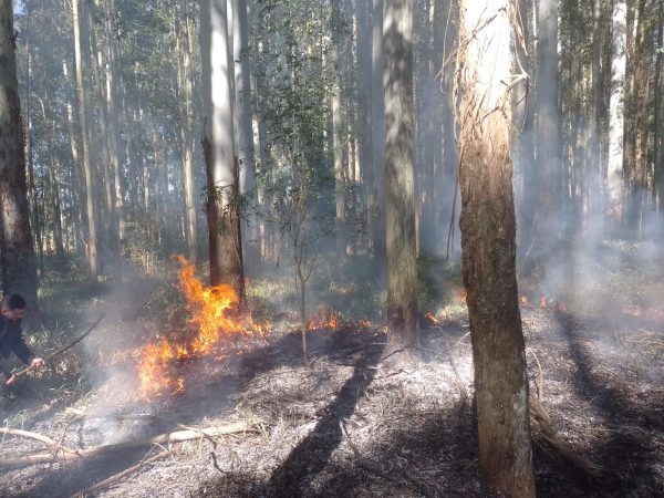 Bombeiros trabalham para conter incêndio florestal em Linha Santana