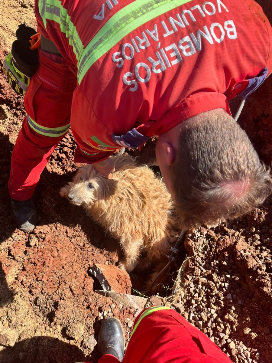 Cão ferido é resgatado de tubulação em Canabarro