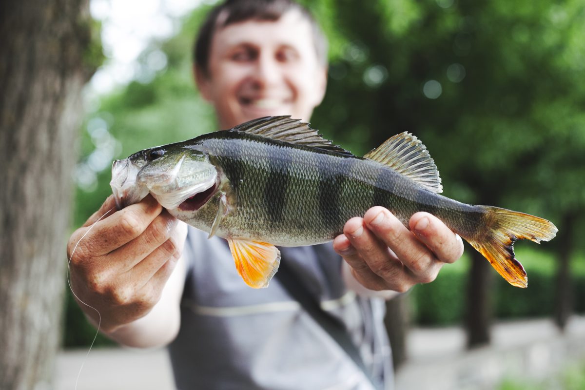 Feira do Peixe Vivo será realizada neste sábado em Paverama